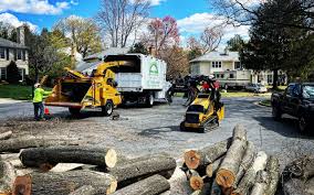 Best Fruit Tree Pruning  in Hebron, PA